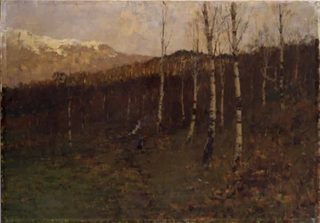 Bosco ceduo
